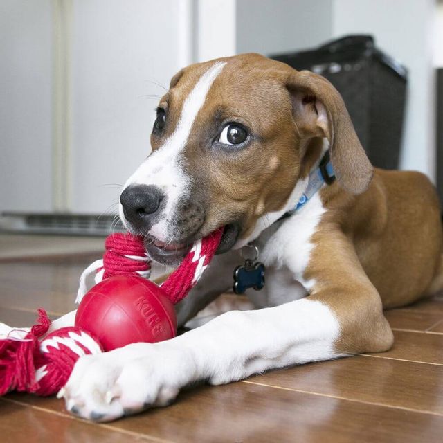 Las 5 Funciones que Kong tiene para tus Mascotas.